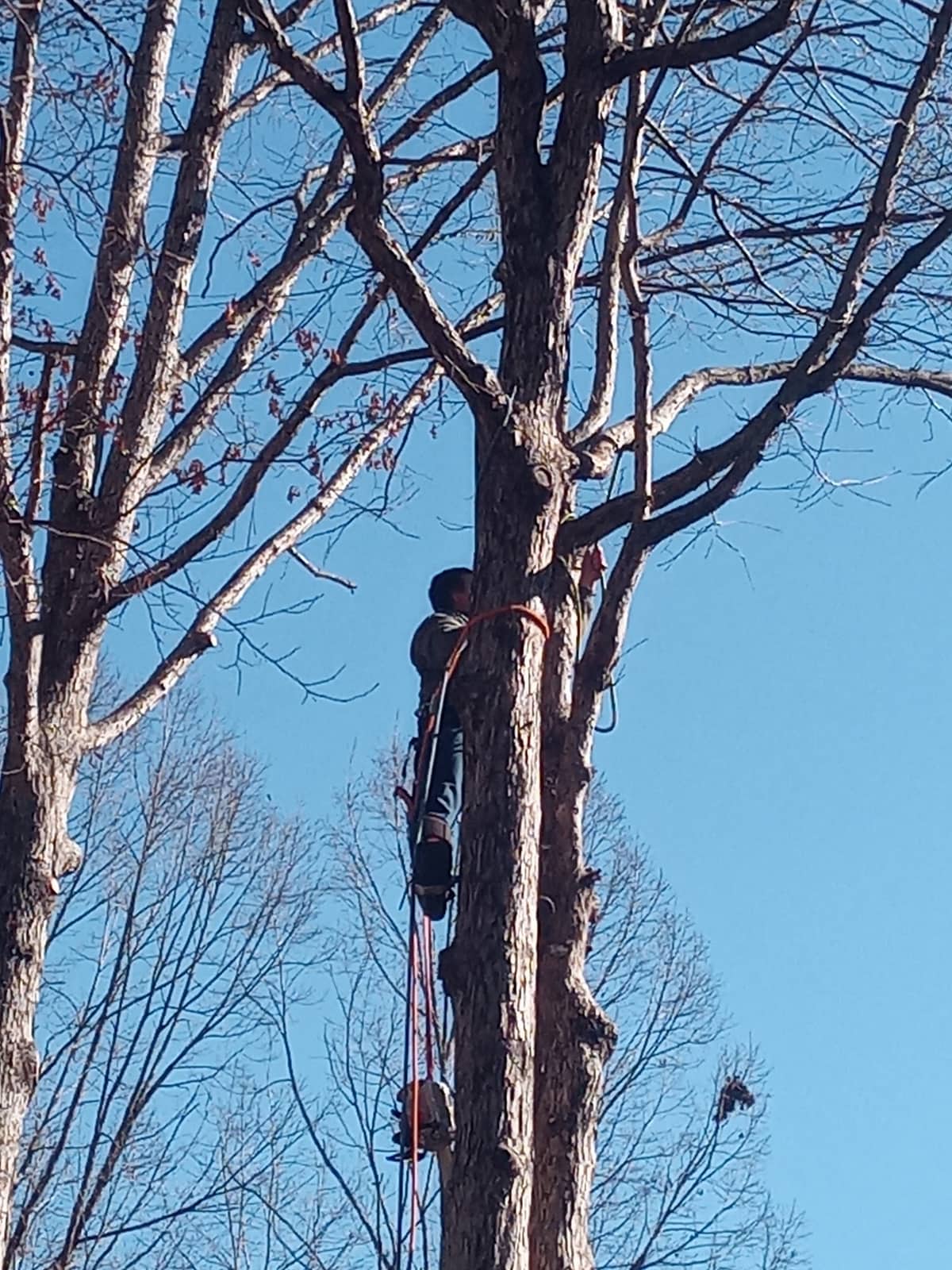 Climber roped in on a tall trunk after taking off its limbs