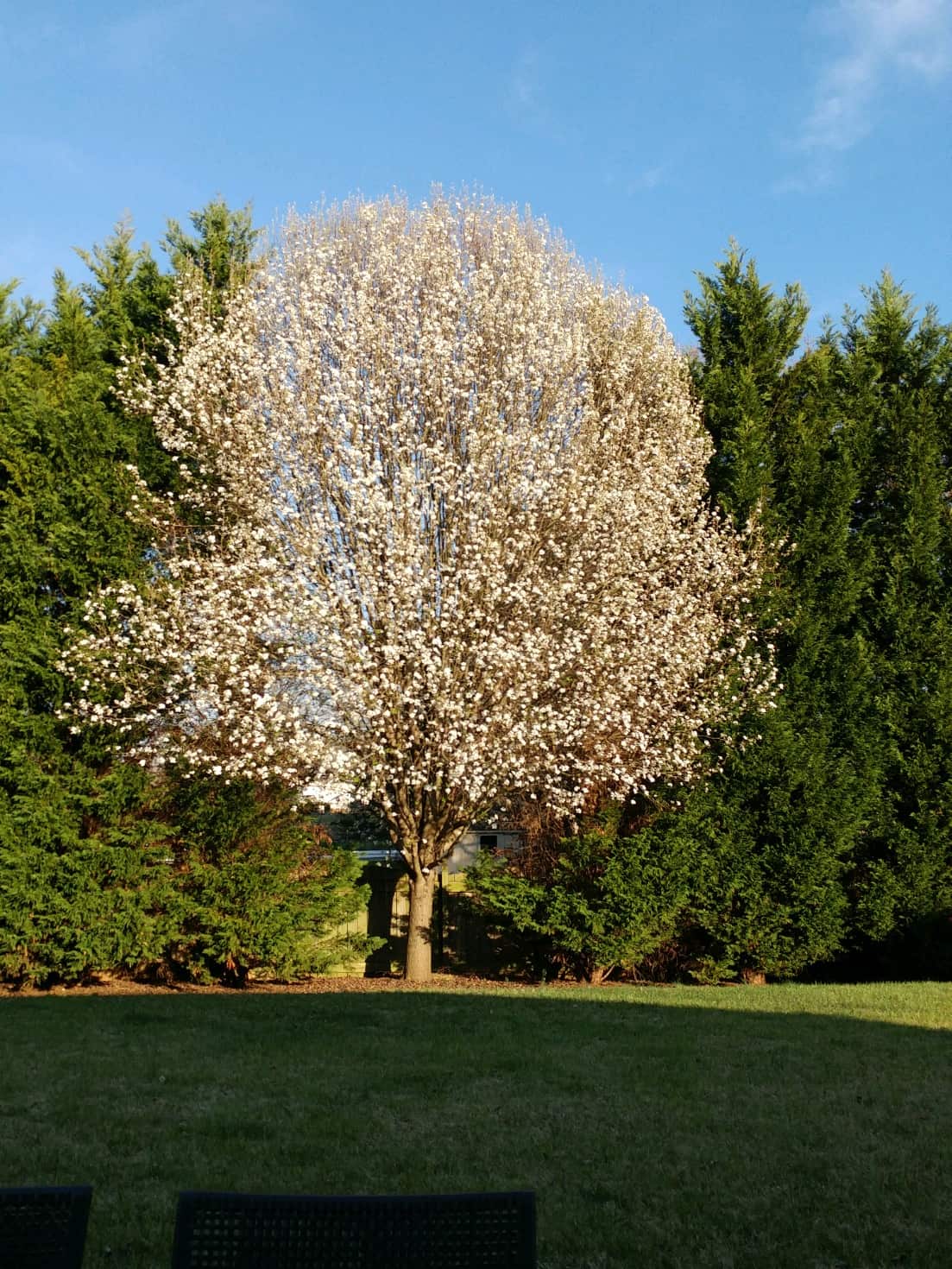 Flowering tree in a customer's backyard