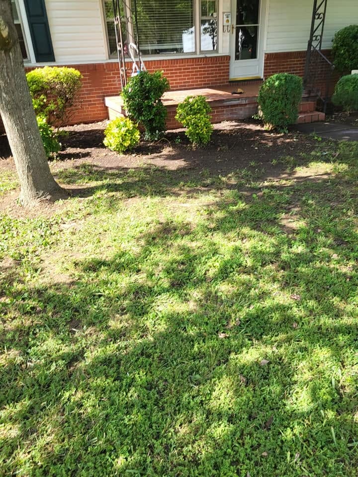 Front yard and shrubs after cleanup