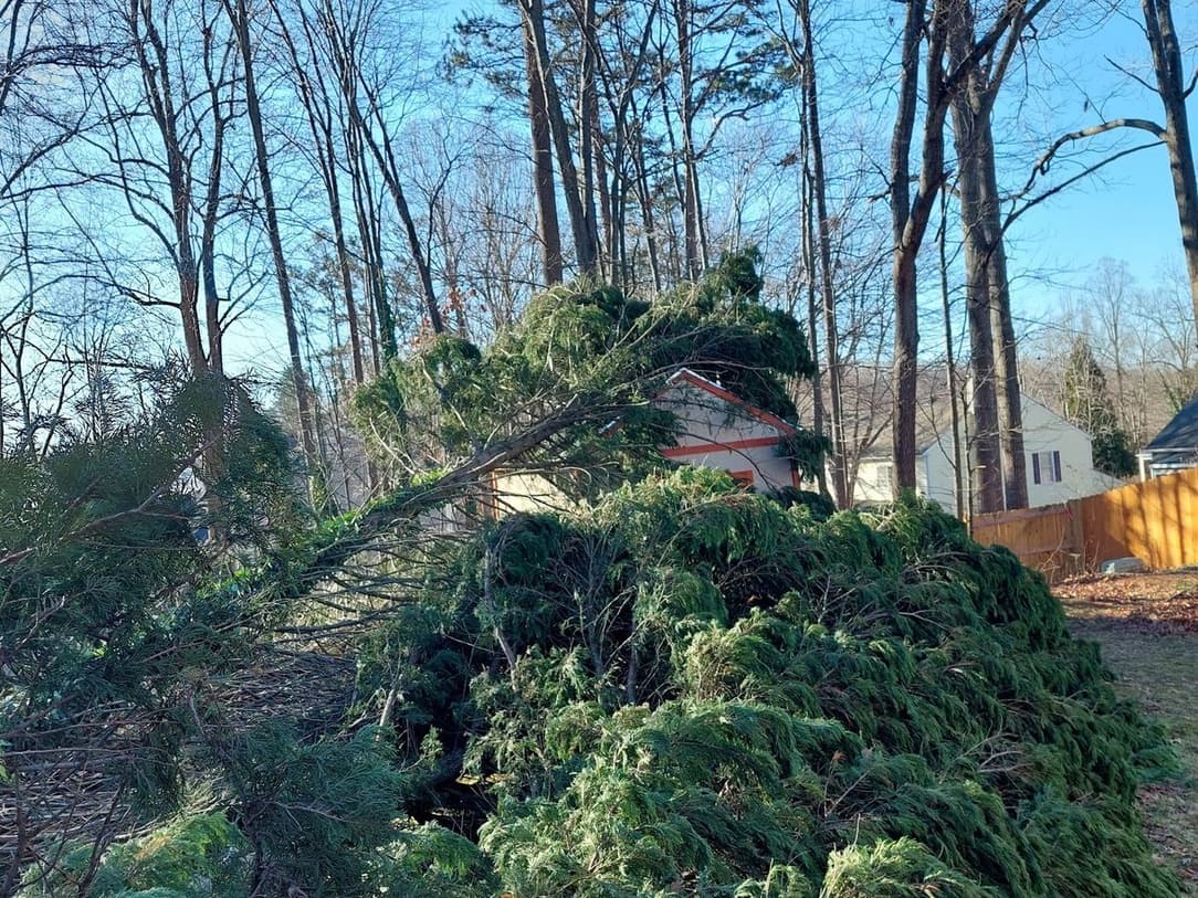 A large pine laid down in a backyard during a removal, beside the fence and patio chairs