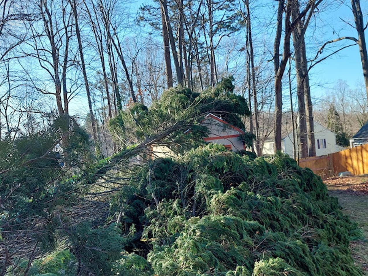 A tall pine laid down in a backyard with bare hardwoods behind it