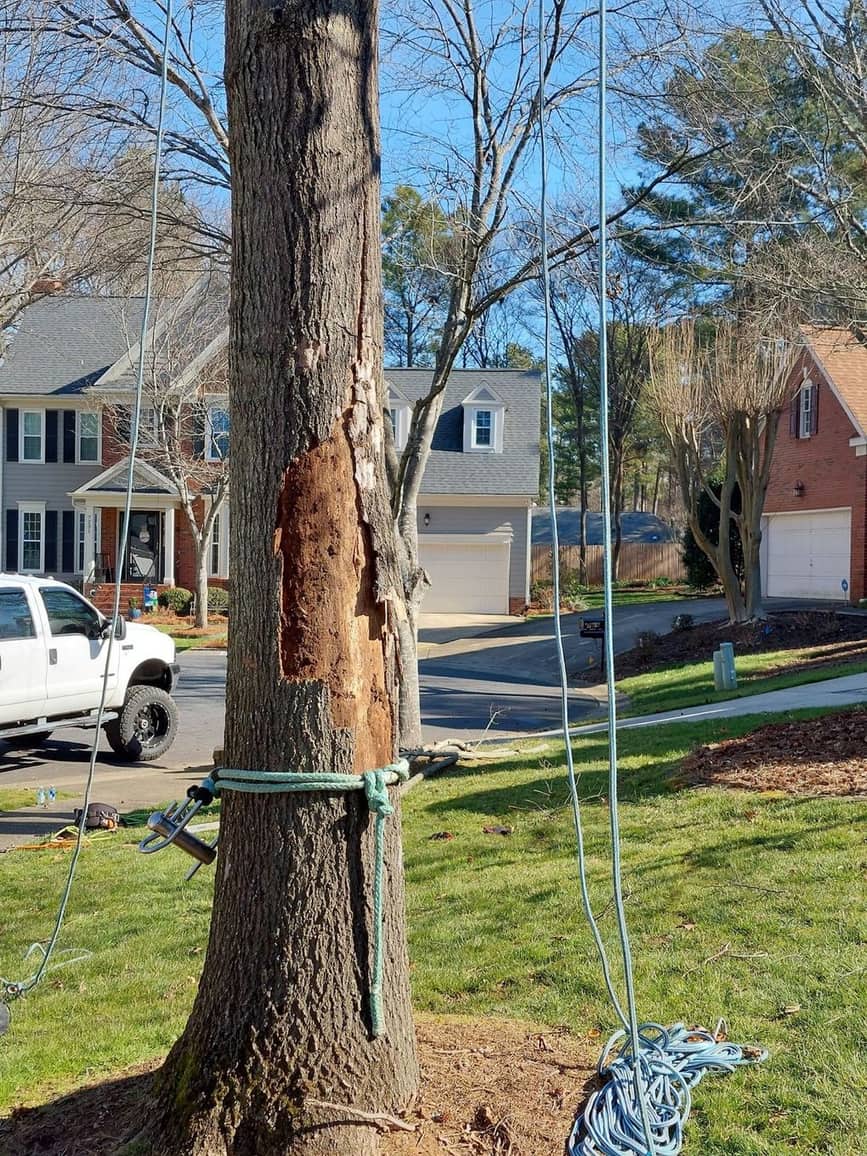 Rigging rope tied around a trunk to control a removal near a house
