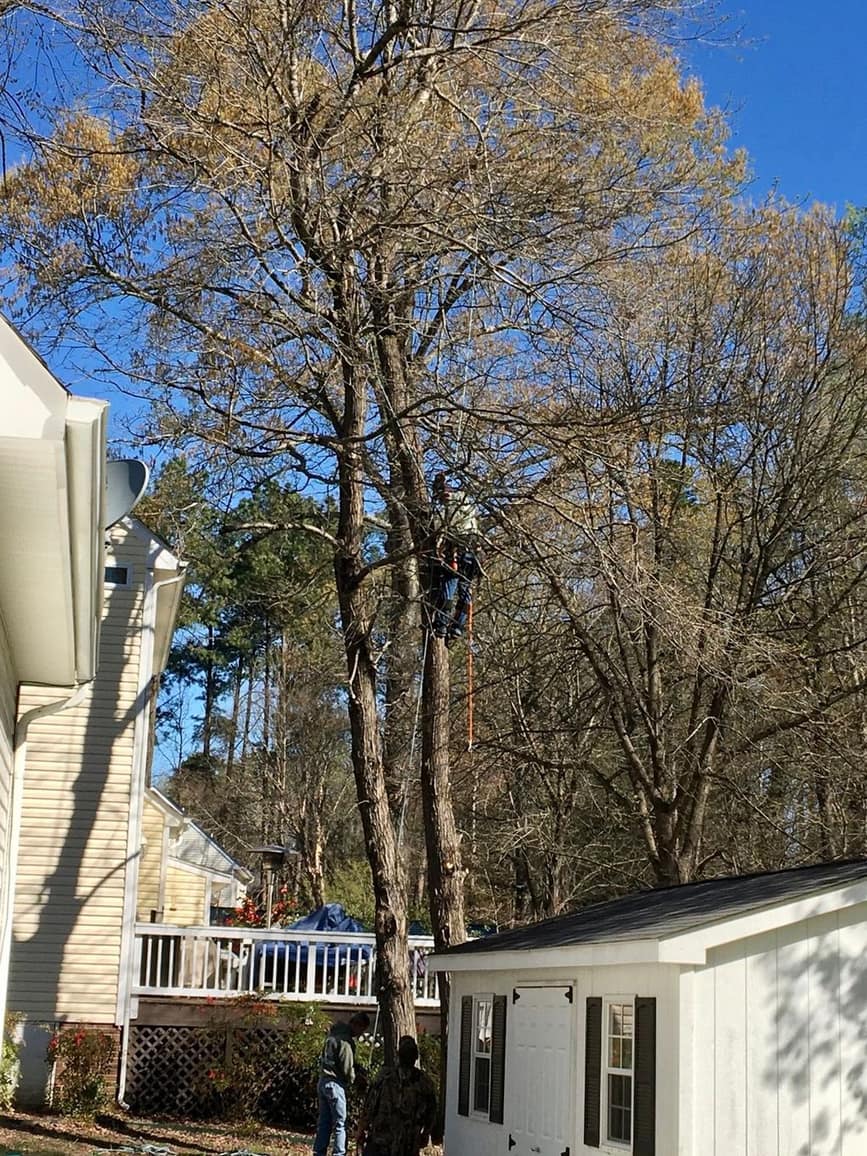 Tall hardwoods beside a house and shed